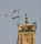 St�rche