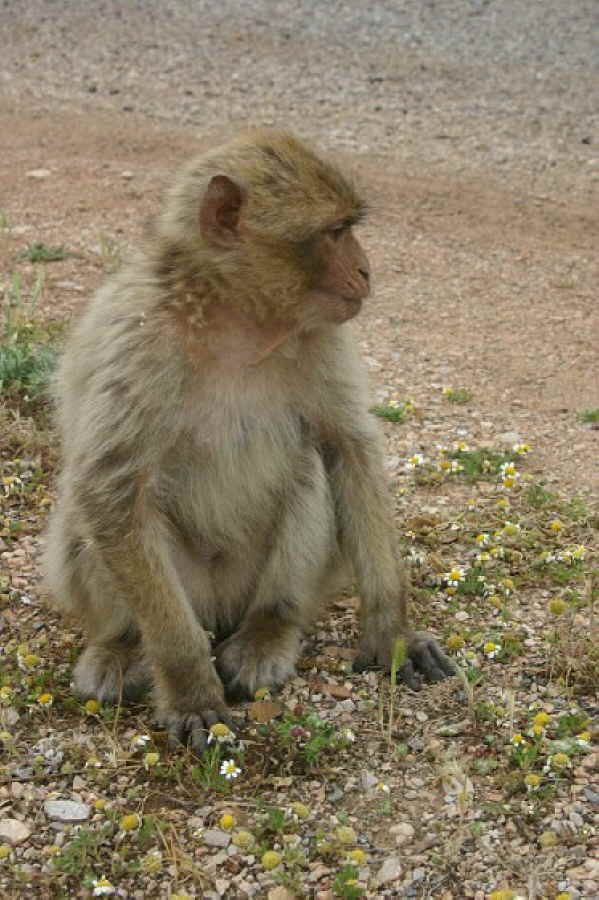 Berberaffe